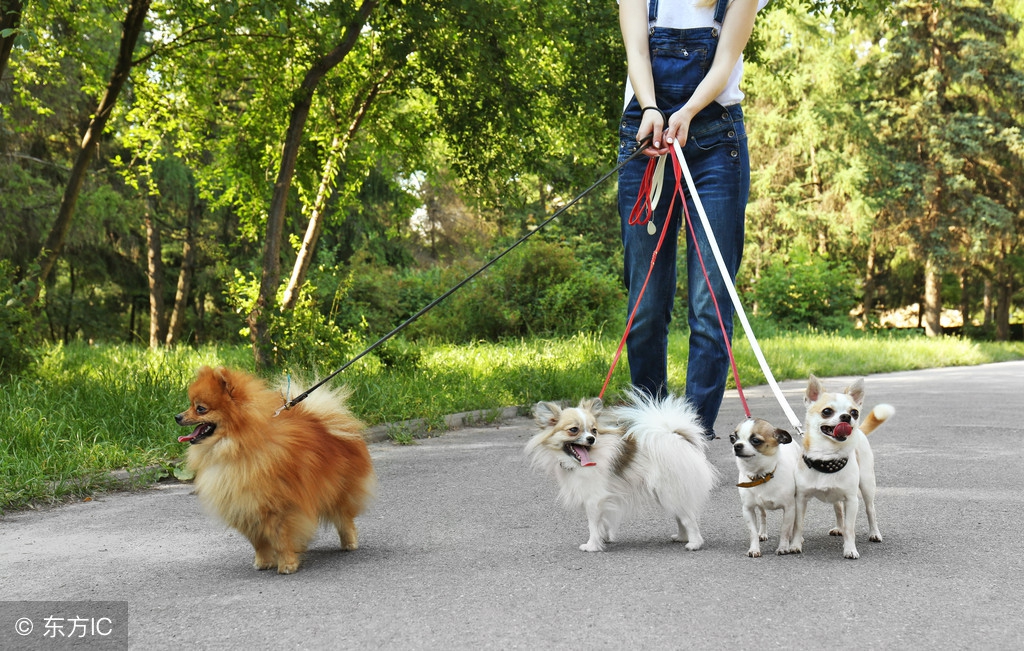 异烟肼毒狗，狗主人还没着急，吃狗肉的不干了