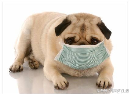 被猫狗抓伤得狂犬病几率有多大,被猫狗抓伤为什么会感染狂犬病