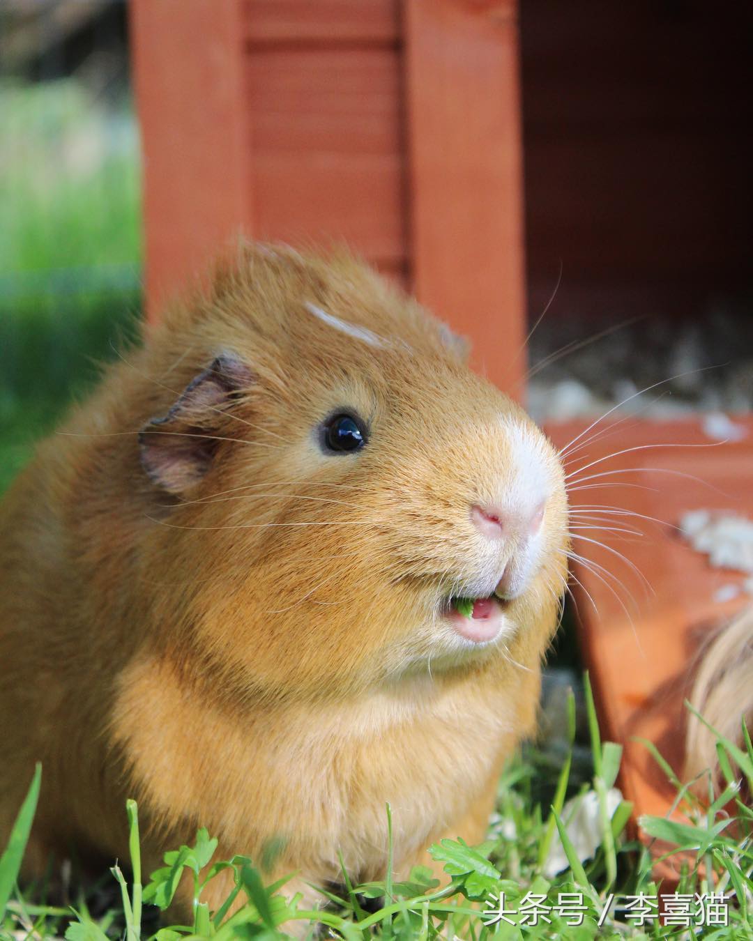 豚鼠成长过程,豚鼠为什么最适合当宠物