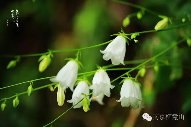 栖霞山百科简介,栖霞山玉竹