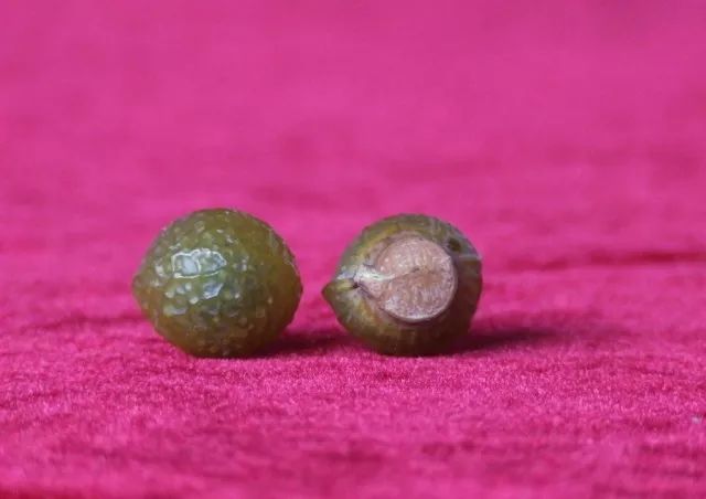 潜力新品种,潜力苗