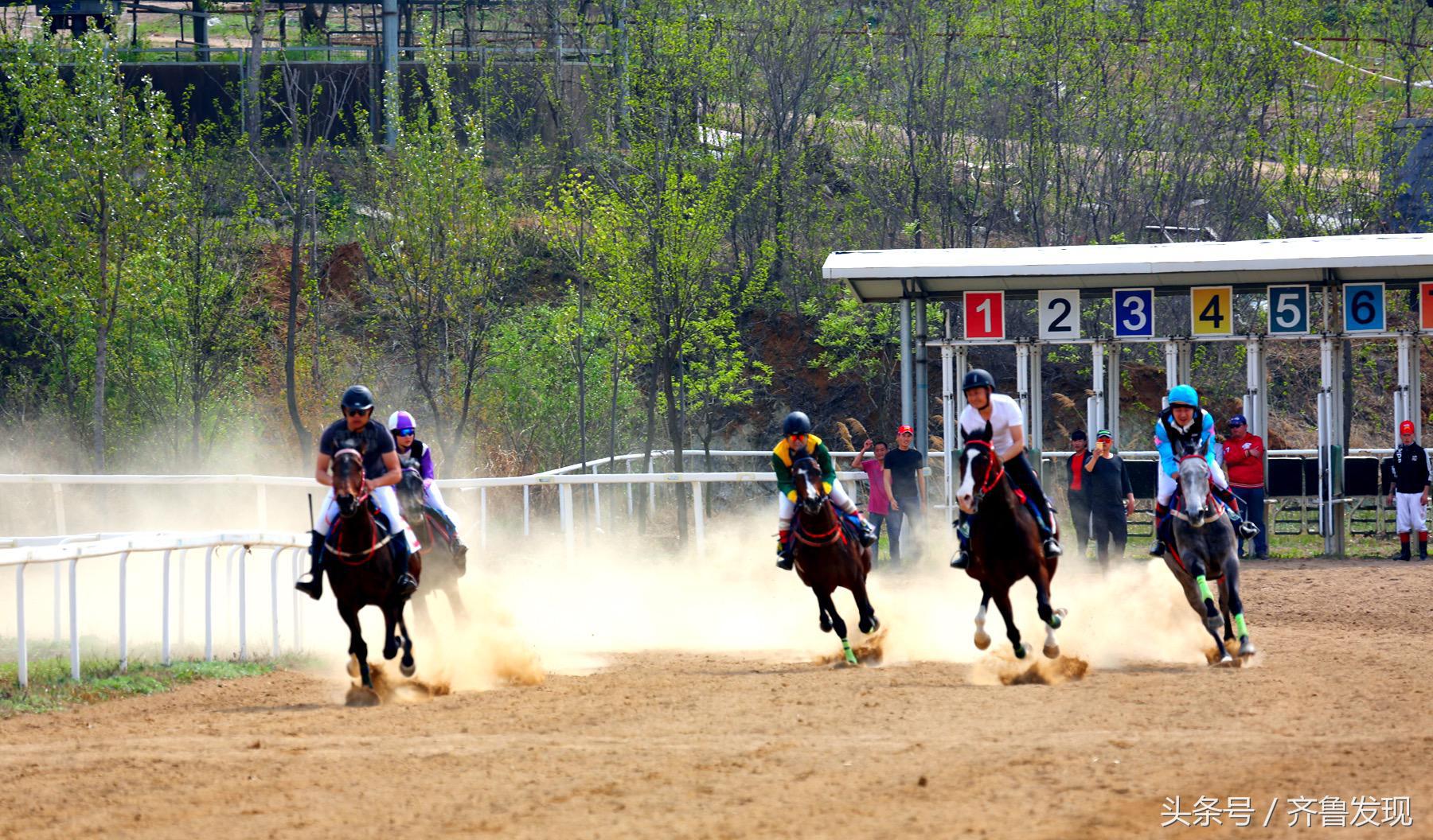 青岛马术,青岛竞技体育史话之2