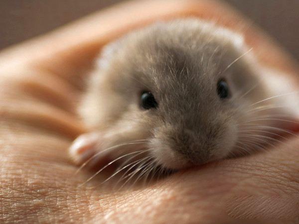 仓鼠脱毛是皮肤病吗,仓鼠换毛为什么变黑了