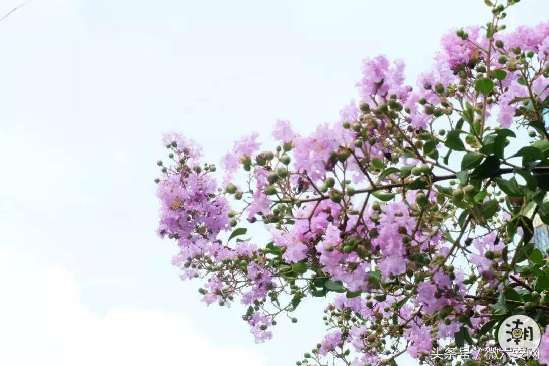 一条不足300米的林荫小巷，成为“小酒馆”后玉林的另一打卡地！