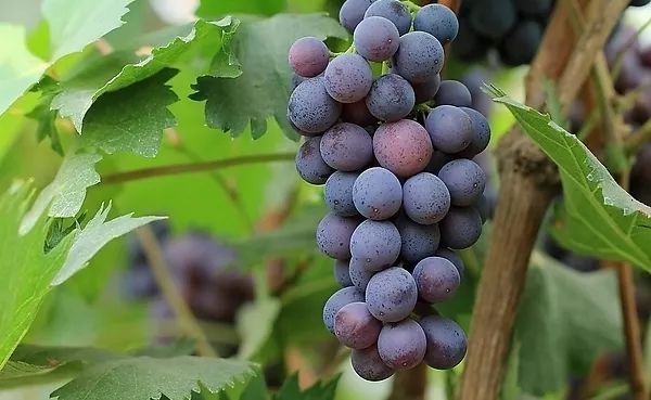 贵阳周边采摘水晶葡萄的地方,贵阳葡萄采摘地点推荐