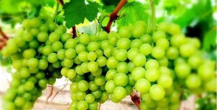 贵阳周边采摘水晶葡萄的地方,贵阳葡萄采摘地点推荐