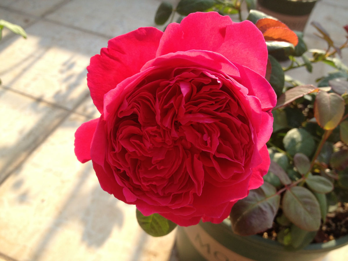 什么月季比较耐阴又好养,香味浓郁好养的藤本月季