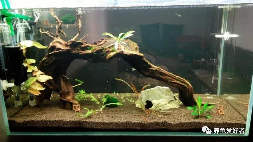 新手怎么布置龟的家,鳄龟怎么布置房子好看