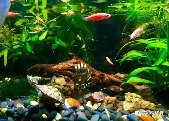 新手怎么布置龟的家,鳄龟怎么布置房子好看