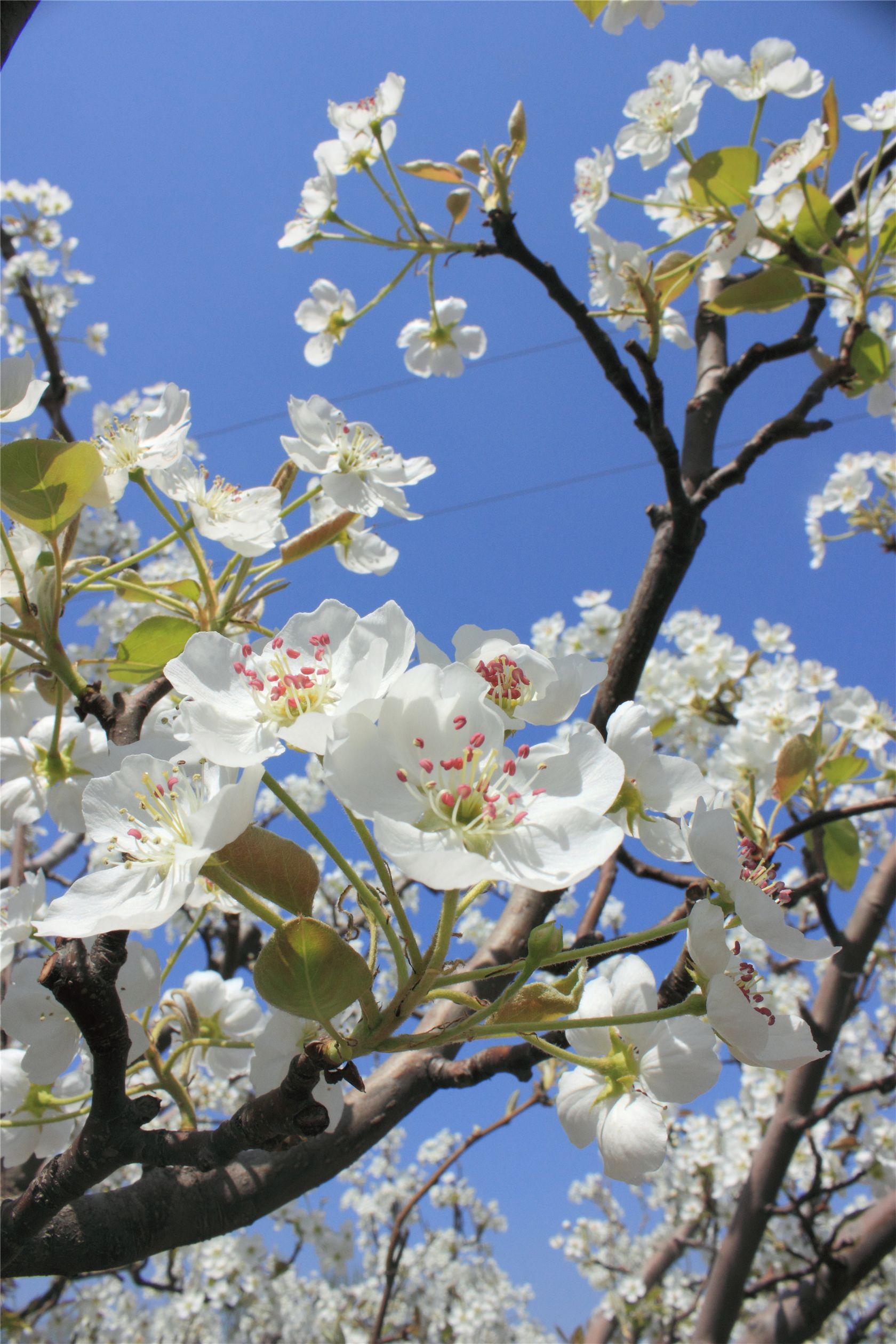 谜语的谜格之梨花格