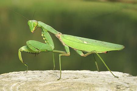 动物们看见的世界是什么样子的,动物们看世界