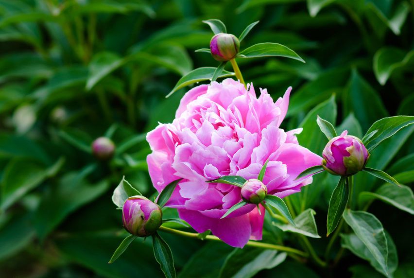 每朵花原唱完整版,每朵花完整版