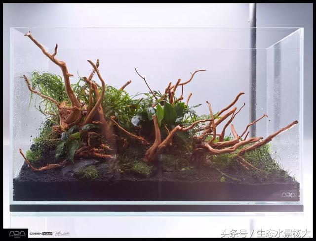 ada草缸造景什么意思,ada造景大赛60缸