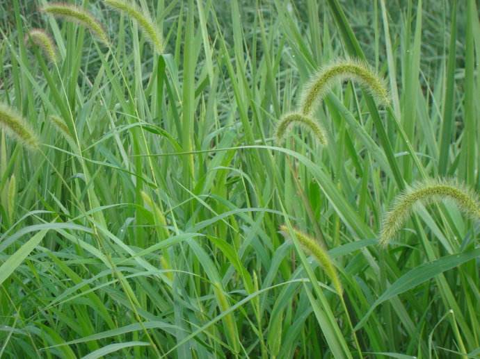 你还记得童年的狗尾草吗,狗尾草小时候