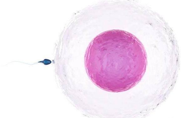 女性备孕时排卵后需要注意些什么,备孕女性排卵后注意事项