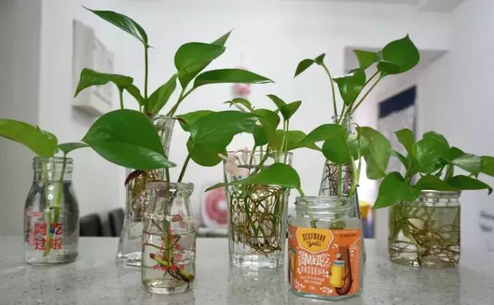 绿萝盆栽烂根了怎么办,君子兰绿萝叶子边发黄怎么办