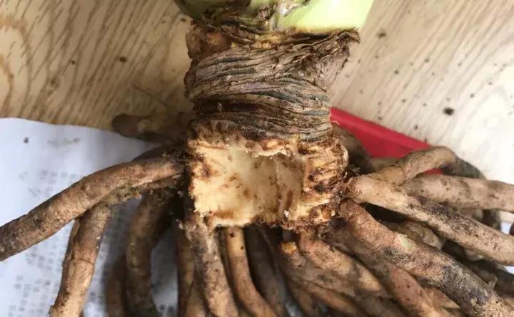 绿萝盆栽烂根了怎么办,君子兰绿萝叶子边发黄怎么办