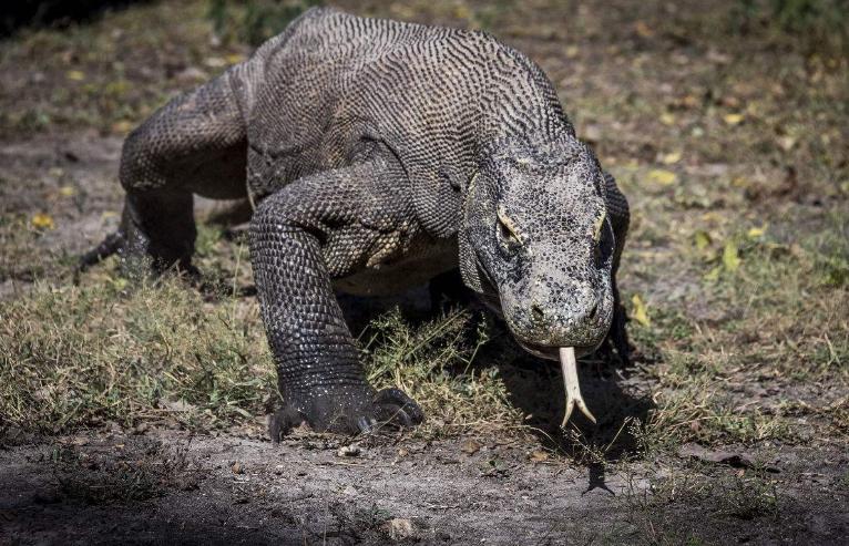 10种最危险的冷血动物，第一名每年致死近百万人！太可怕了！