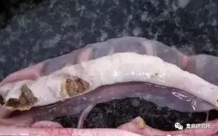 鹅病毒病怎么引起的,鹅副粘病毒病的防治措施