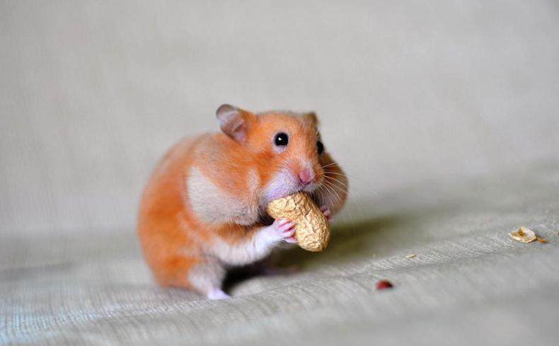 仓鼠颊囊炎怎么治疗视频,仓鼠颊囊炎的症状