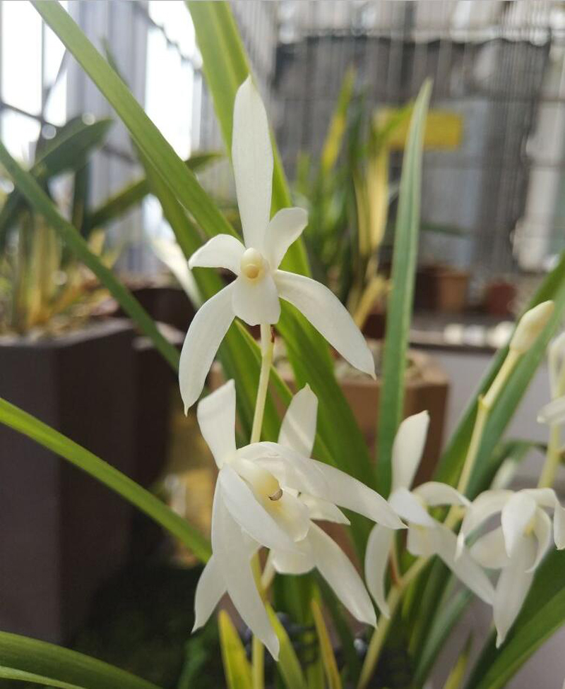 滇红素兰花养护技巧,大凤素兰花养护技巧