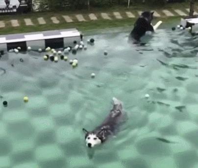 同样是用狗刨的二哈，为什么你却这么的浪？优秀！