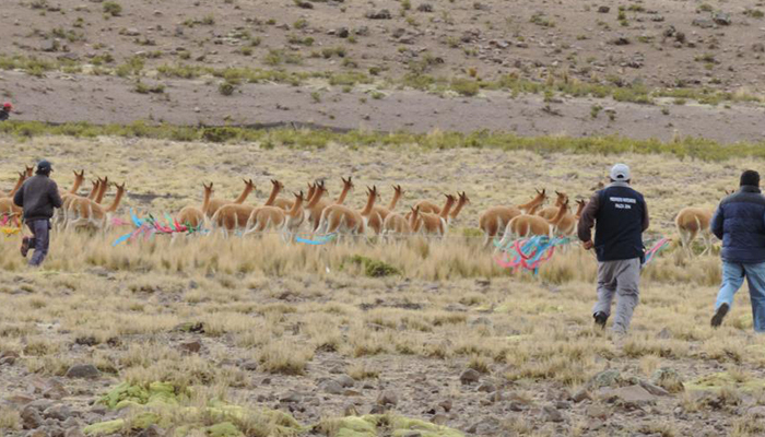 世界哪四大草原,世界四大草原哪个草原位于南美洲