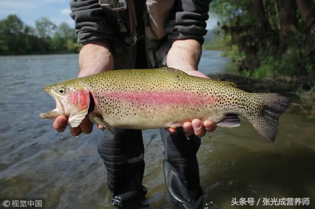 国产三文鱼和挪威三文鱼,国产三文鱼和进口三文鱼营养