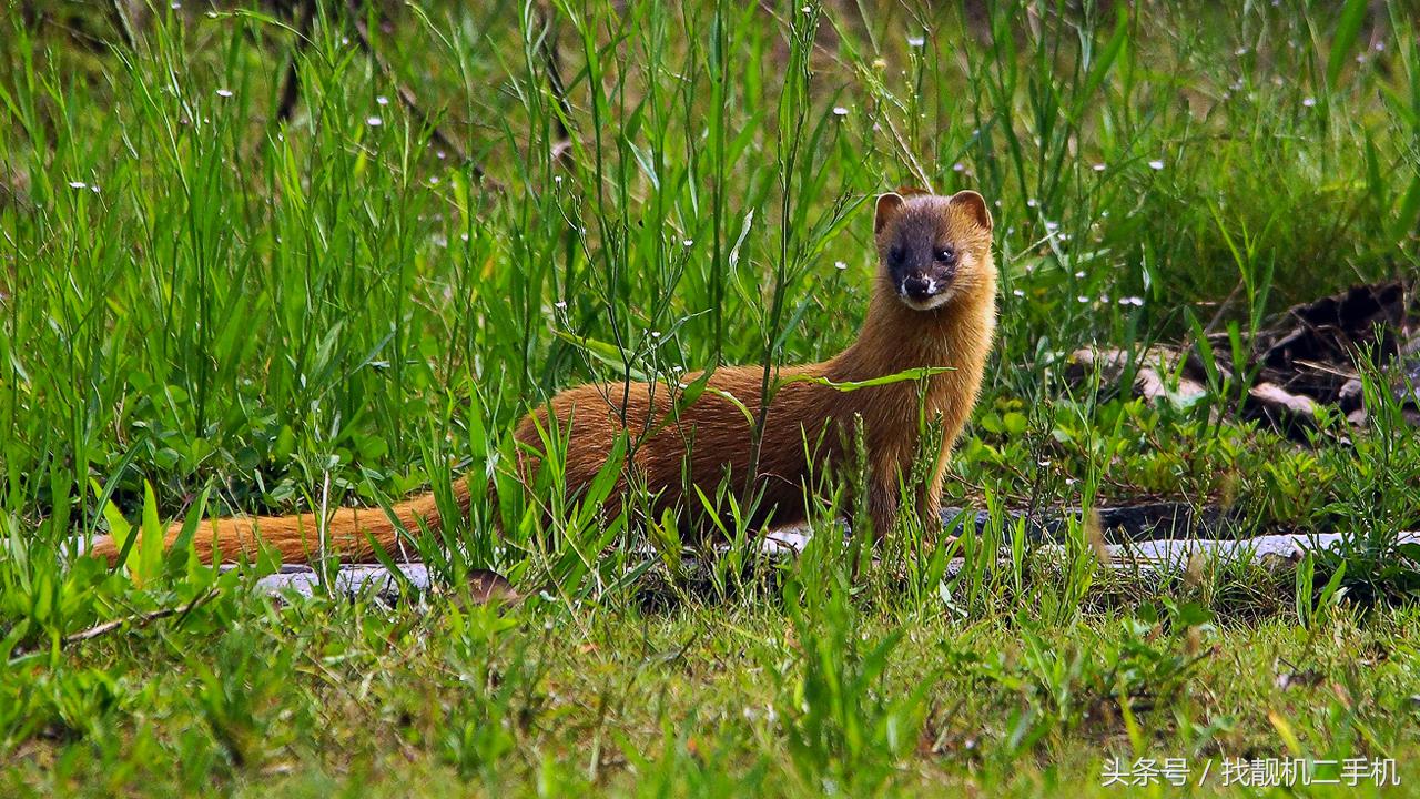 黄鼠狼来家里被打死了有什么征兆,家里打死黄鼠狼真的有报应吗