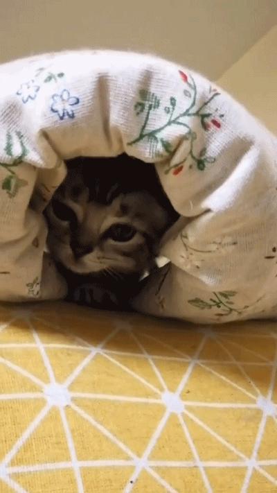 养一只猫家里好臭怎么办,养一岁猫该怎么清理粪便