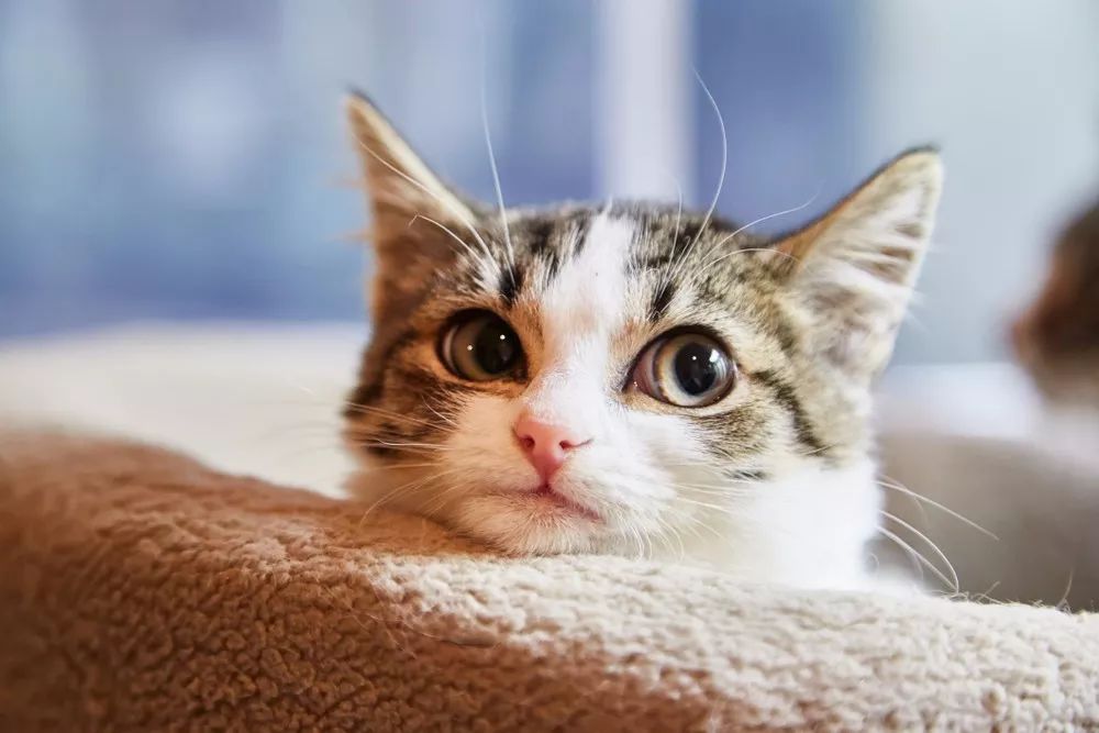 猫咪的10个特征图解,猫咪的性格怎么判断
