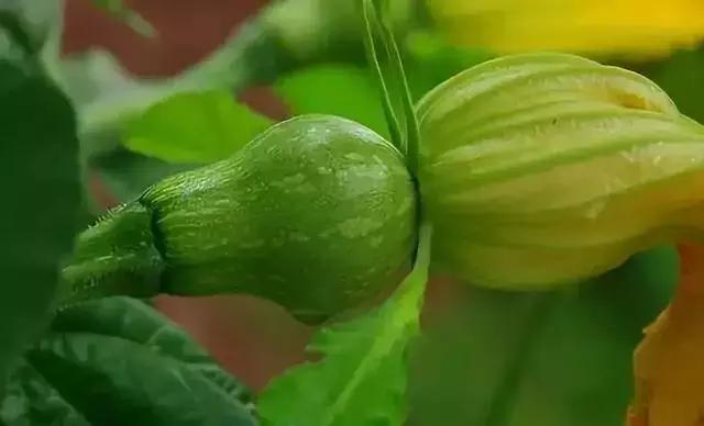 多效唑加芸苔素可以用吗,赤霉素加芸苔素怎么使用