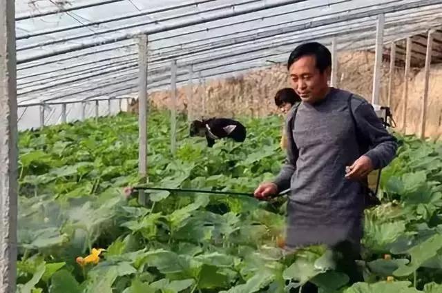 多效唑加芸苔素可以用吗,赤霉素加芸苔素怎么使用