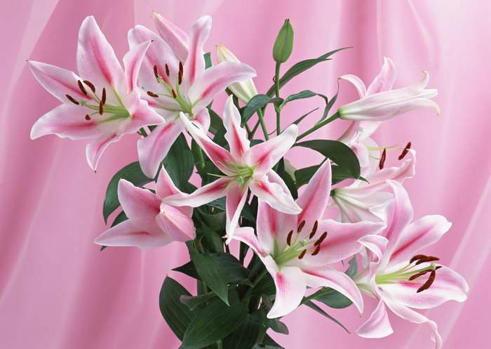 送花怎么选择合适的花,送花的意义在哪里