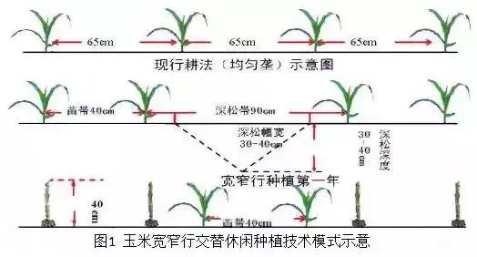一亩地一年收入一般多少,一亩地真实纯收入能达一万元吗
