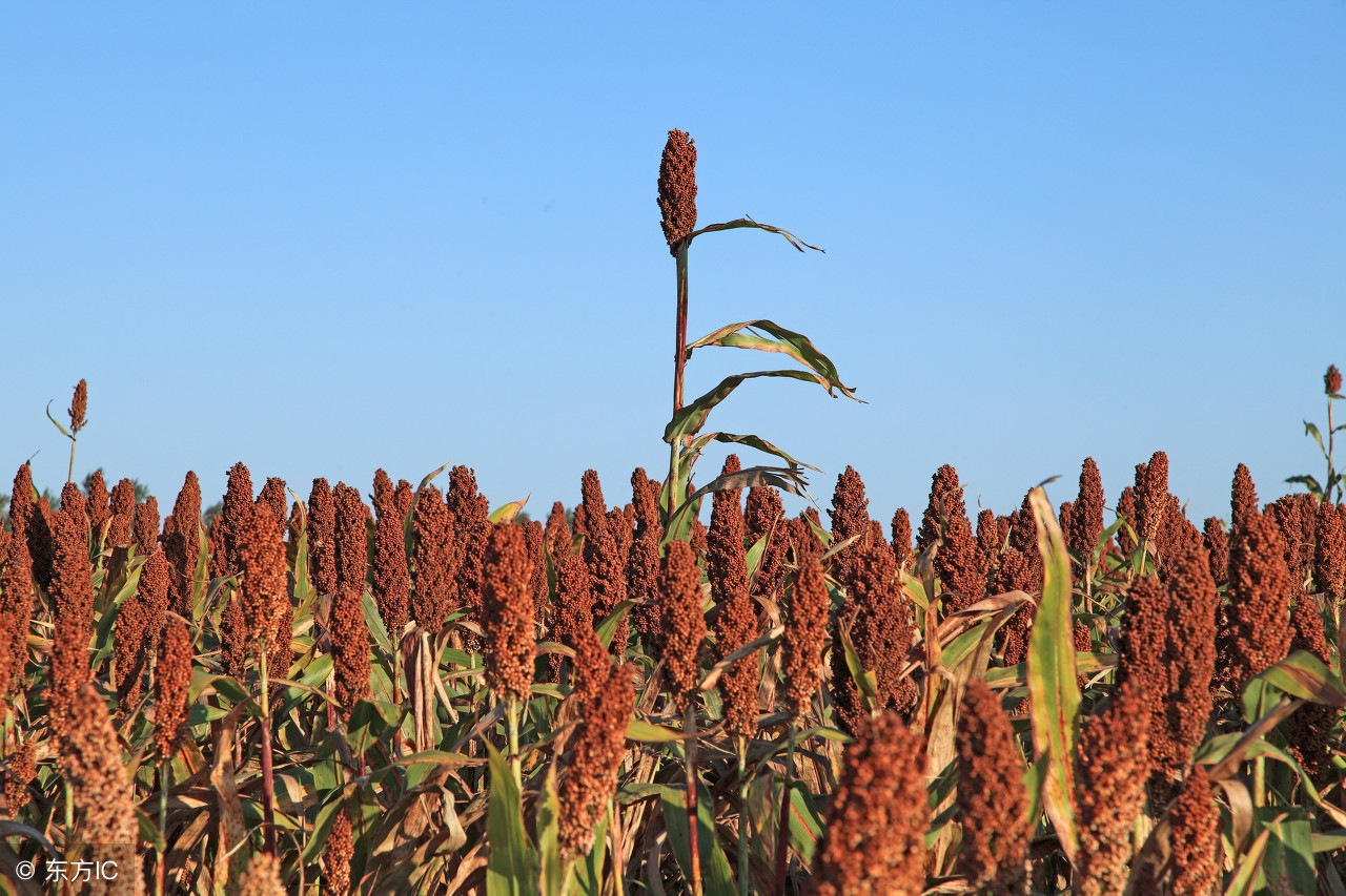 五谷不分是哪五种粮食,五谷不分的五谷是指哪5种谷物