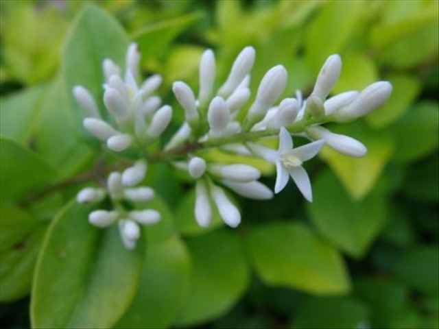 米兰花病虫害防治技巧和方法,如何把米兰花养好