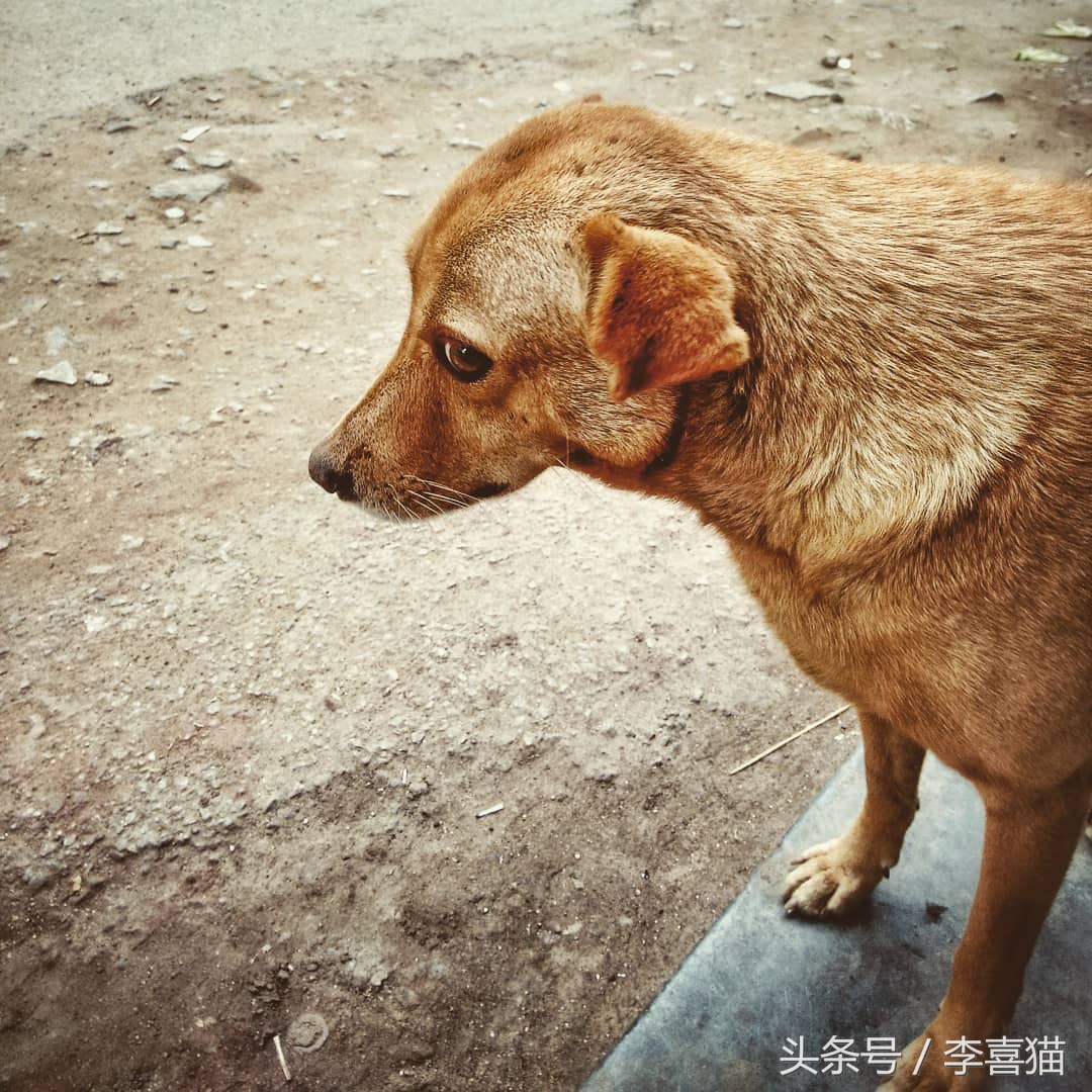 记忆中的狗狗不仅仅是童年的玩伴,记忆中的狗狗有哪些