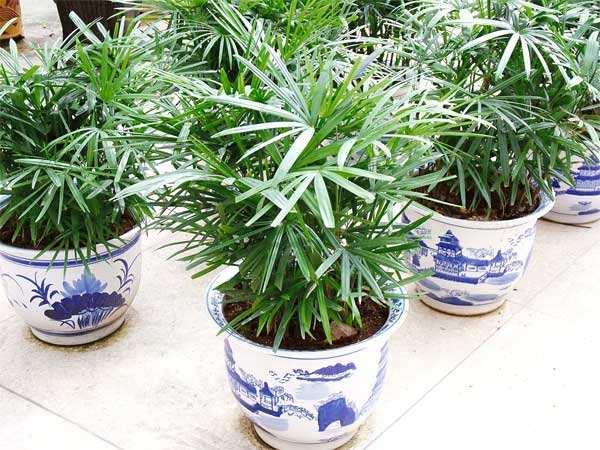 花卉绿植盆栽新疆包邮净化空气,盆栽绿萝绿植花卉吸甲醛净化空气