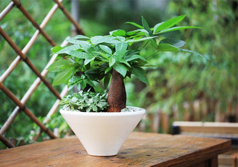 花卉绿植盆栽新疆包邮净化空气,盆栽绿萝绿植花卉吸甲醛净化空气