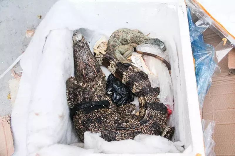 女子网购保健品，拆开包裹发现里面竟是一条鳄鱼和一条大蜥蜴！