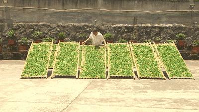 白茶长了白毛是什么霉,白茶长霉点了怎么办