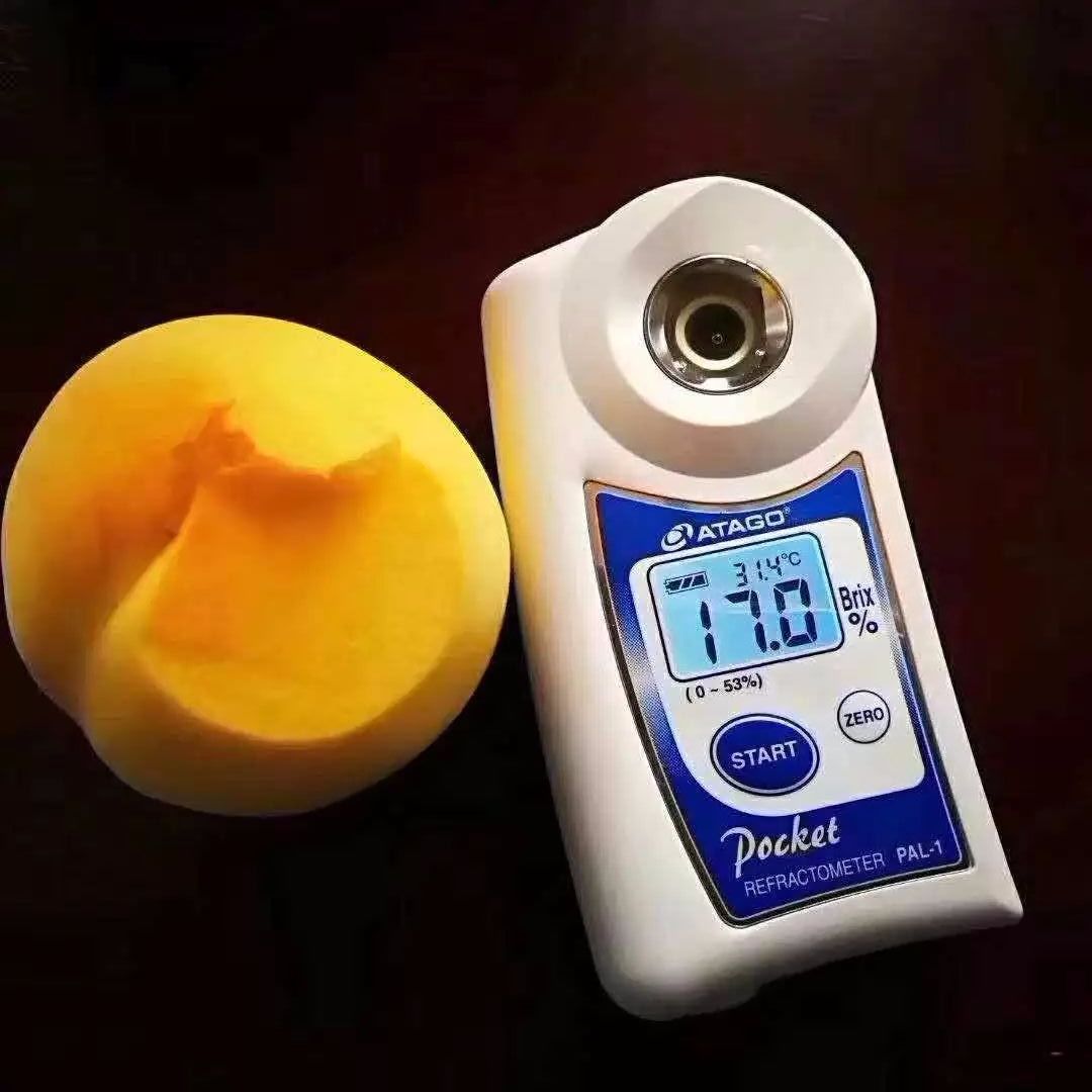 脆甜多汁的黄桃马上进入采摘季,锦绣黄桃罐头