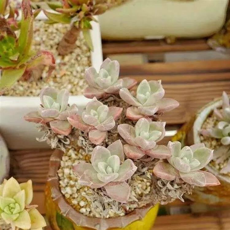 苹果叶仙女杯多肉如何养护,爱杜丽丝仙女杯多肉怎么养殖