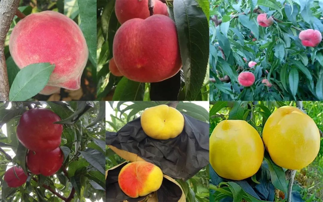 黄桃品种大全黄金黄桃,斑点脆油桃