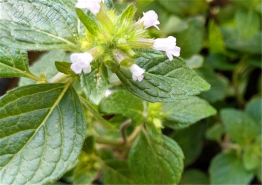 农村什么野草止血,路边一种野草止血很有效