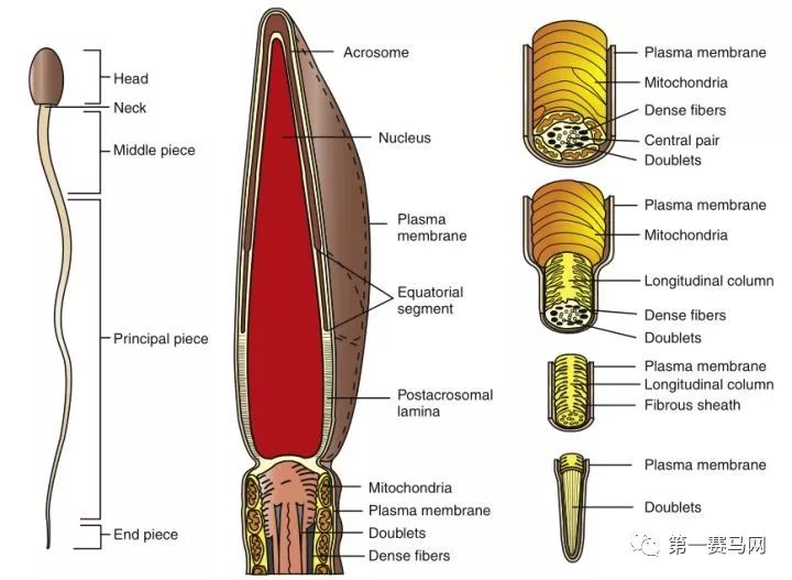 七夕到了单身狗有话要说,七夕快到了准备吃狗粮