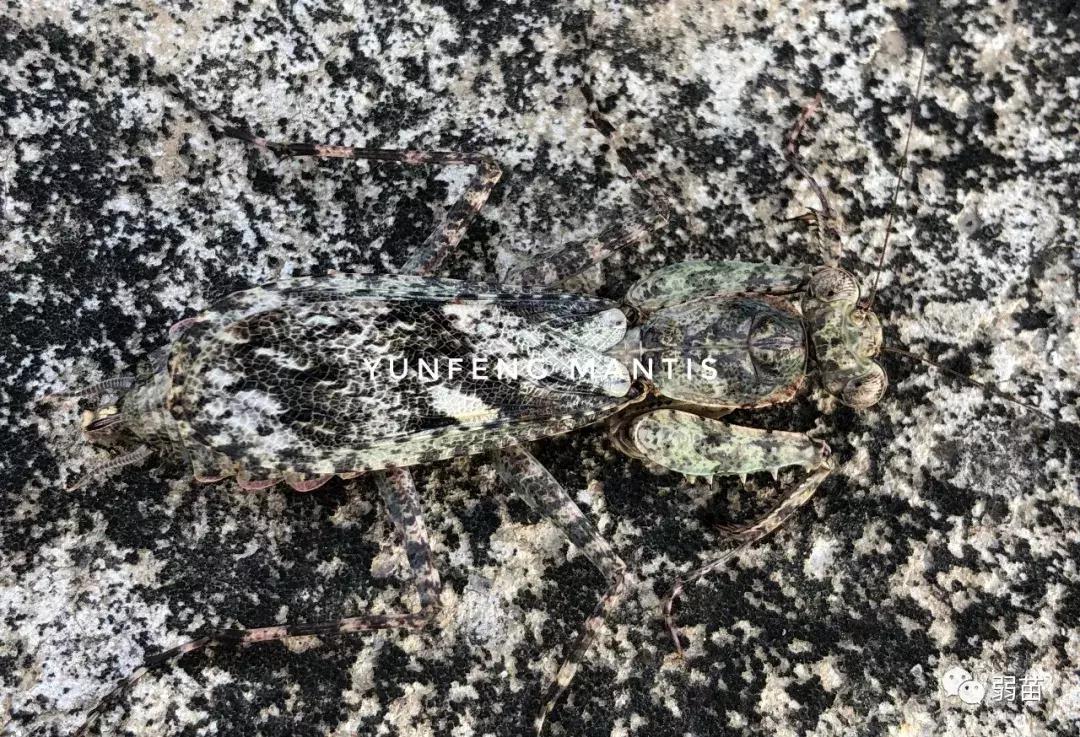 西双版纳四日博物之旅，都有哪些新发现