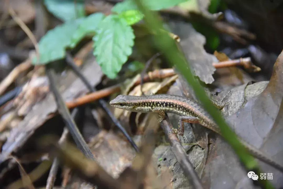 西双版纳四日博物之旅，都有哪些新发现