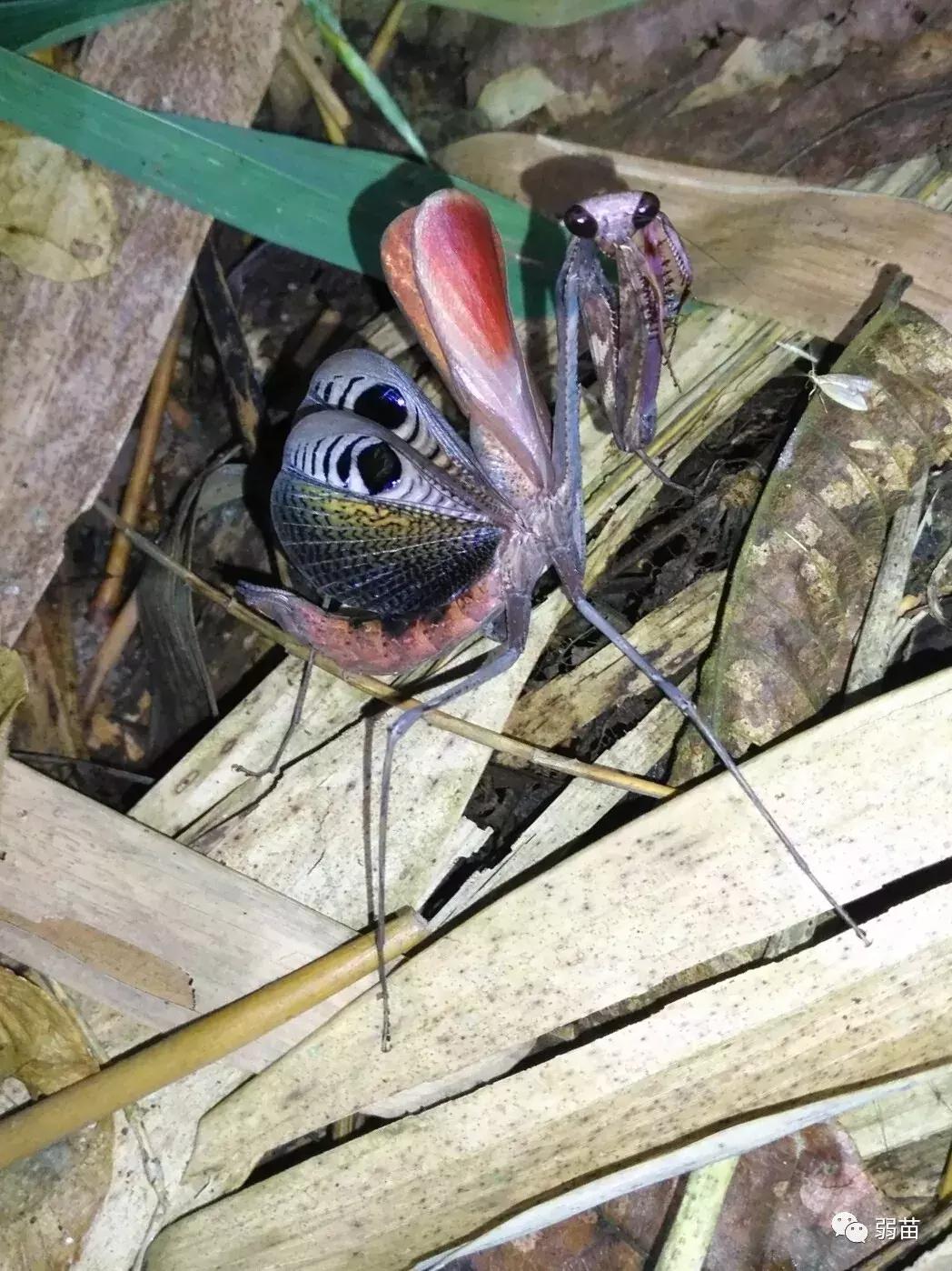 西双版纳四日博物之旅，都有哪些新发现